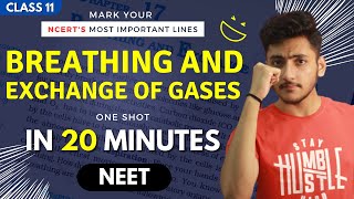 Breathing and Exchange of Gases Class 11  Biology  For NEET  Full Revision In 20 Minutes [upl. by Ednihek]