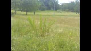 Deer Spotted Near Sighthill Park in Glasgow Scotland July 2012 [upl. by Acinnor576]