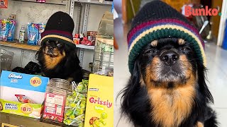 Conoce a Maifrencito el Dog Marley de Ecuador que trabaja en una tienda [upl. by Bee]