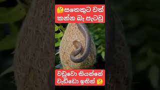 වඩුවෝ කියන්නෙ වැඩ්ඩෝ ඉතින්😍❤️chanal ek subscribe karanna [upl. by Aneahs]