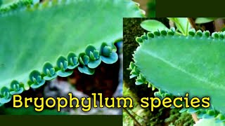 Bryophyllum species [upl. by Atnod208]