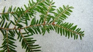 Introduction to Identification and Ecology of Northeastern Conifers [upl. by Safoelc]