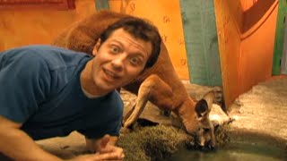 Zoboomafoo with the Kratt Brothers KANGAROO  Full Episodes Compilation [upl. by Imim]