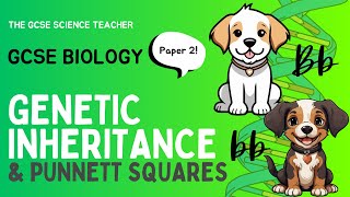 GCSE Biology Inheritance Monohybrid Crosses amp Punnett Squares [upl. by Soph921]