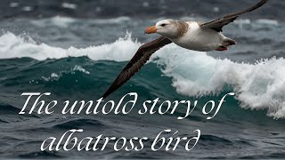 The untold story of albatross bird [upl. by Philan212]