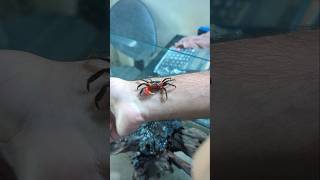 New Crabs Crew animal aquarium crab pets [upl. by Emogene]