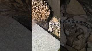 Hedgehog coming in my garden [upl. by Rebeh]