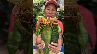 Cuidados y Reproduccion de La Sansevieria o Lengua de Suegra shorts [upl. by Dagnah]