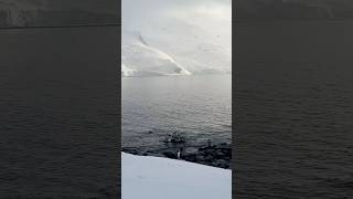 Macaroni penguin in Antarctica 🇦🇶 [upl. by Spitzer]