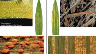 Kansas Wheat Presents Use Fungicide Effectively [upl. by Eiggep]