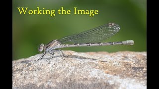 Working the Image Series Argia Damselfly [upl. by Franzoni]