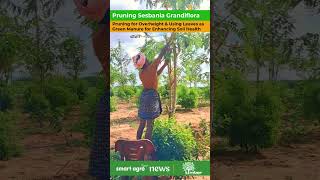 Sesbania Grandiflora Pruning  Mulching with Green Manure  Sustainable  Timber Sandal Farm Land [upl. by Stochmal]