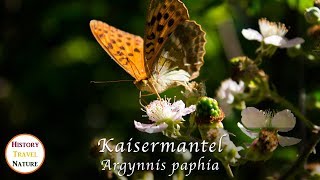 Schmetterlinge und Falter  Kaisermantel  Argynnis paphia [upl. by Akima]