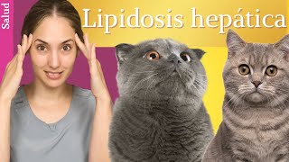 Lipidosis hepática felina🙀  ¿Tu gato no come y está amarillo🟡 [upl. by Nnadroj]