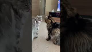 cat maincoon 고양이 cute catlover 메인쿤 mainecoon 메인쿤고양이 kitten [upl. by Notgnilliw380]