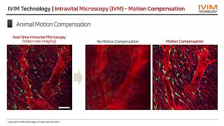 EN Webinar for IntraVital Microscopy English Version Recording 12212021 [upl. by Aurilia]