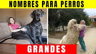 👉 Nombres para Perros Grandes machos Que NO Conocias 🐕 [upl. by Kono]