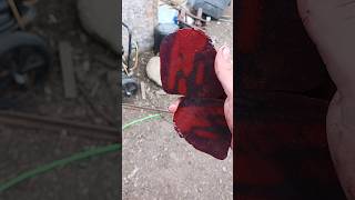 cutting a beautiful red oolitic Ironstone Jasper [upl. by Lory]