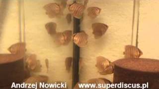 S Discus Heckel F1 Breeding in Farm Superdiscus  Andrzej Nowicki [upl. by Curcio]