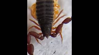 Meet the Tiny Predator Pseudoscorpions Uncovered [upl. by Nalyak209]