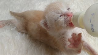 Newborn Rescue Kittens May Have Health Issues  Havent Poop Since His Arrival [upl. by Yakcm]