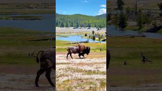 Day in the Life of a BISON in Yellowstone National Park wildlife [upl. by Ellyn710]