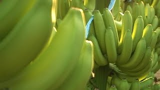 Cómo Cultivar Banano Orgánico  TvAgro por Juan Gonzalo Angel [upl. by Theis]