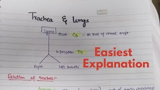 Trachea  Pathway  Relation  Neurovasculature  Anatomy [upl. by Anastos]