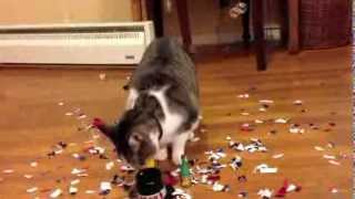 New Years Eve Cat Singing Auld Lang Syne Happy New Year [upl. by Desi]