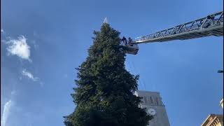 Con lallestimento dellalbero di piazza Monte Grappa al via il Natale varesino [upl. by Josie]