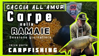 Carpe nelle Ramaie  Caccia all Amur  CARPFISHING nei Laghi di Campagna  lAmbiente di Pesca [upl. by Llenahc]