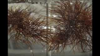 IV Seaweed Culture in New England Gracilaria Part 4 of 6 [upl. by Henrique]