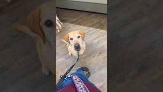 POV service dog alerting handler to almost passing out servicedog dog fyp shorts youtube [upl. by Nagaek]