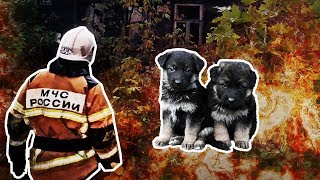 Close Call Puppies Rescued from the Ashes [upl. by Poore]