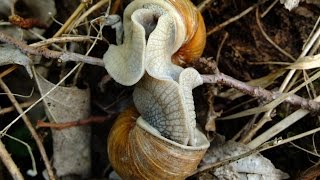 Helix pomatia  Weinbergschnecke  Burgundy Snail [upl. by Cioffred554]