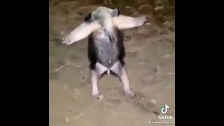 Anteater asserts dominance and does t pose [upl. by Doe227]