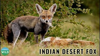 Indian Desert Fox scavenges on a Blackbuck [upl. by Anerat]