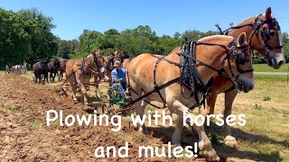 Brush Creek Plow day 2024 108 [upl. by Kroy66]