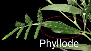 Phyllode  Thorn  1BIOLOGY  prabodhanisharma [upl. by Ardnasirhc]