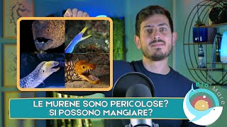 LE MURENE SONO PESCI SONO PERICOLOSE SI POSSONO MANGIARE BIOMARE 30 SUB H2O [upl. by Reiko]