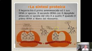 Itinerario di biologia sintesi proteica parte II [upl. by Ravens]