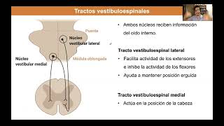 Tema 4 Médula espinal tractos descendentes [upl. by Ravaj]