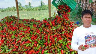 Paano Maparami ang Bunga at Harvest sa Bell Pepper [upl. by Caresa]