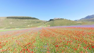 FIORITURA CASTELLUCCIO DI NORCIA 572020 [upl. by Harlie164]