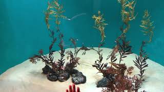 SeaHorseyoutubeshorts naturalattractions foryou [upl. by Voletta]