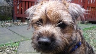 Ted the border terrier puppy on the frost [upl. by Breen]