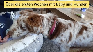 Über die ersten Wochen mit Baby amp den Hunden  So haben wir die Hunde an den Alltag mit Baby gewöhnt [upl. by Anikram]