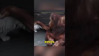 Orangután adopta cachorros de TIGRE shorts [upl. by Aila]