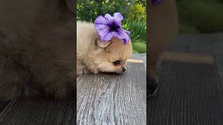 Funny Pet Videos  Daily Laughs with Dogs Cats and Viral Animal Moments [upl. by Alliuqahs]