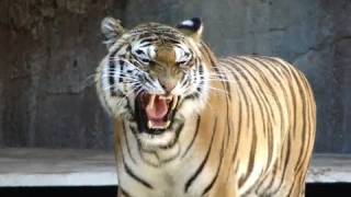 Awesome tiger roar roma bioparco tigre big cat sound [upl. by Anileva]